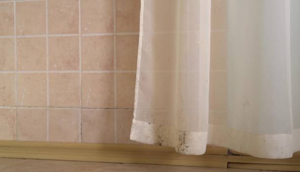 Best Emergency Mold Remediation  in Antioch, CA
