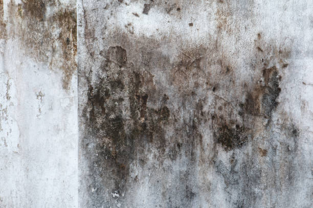 Best Attic Mold Removal  in Antioch, CA