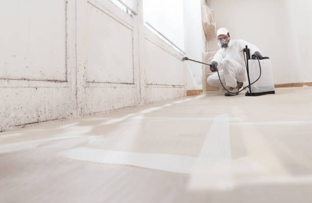 Professional Mold Removal in Antioch, CA