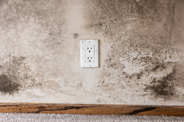 Best Mold Prevention Services  in Antioch, CA