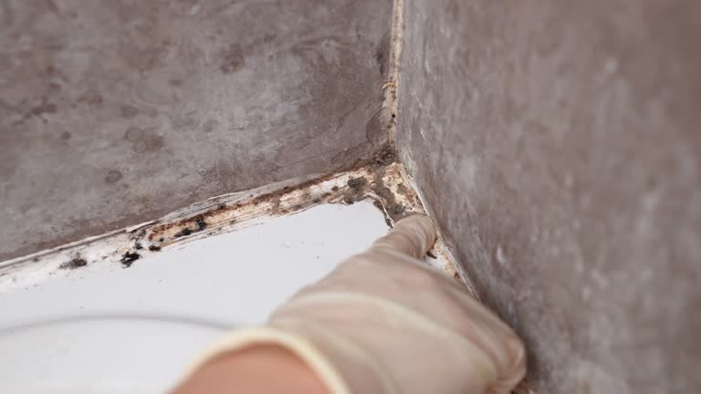 Best Real Estate Mold Inspection  in Antioch, CA